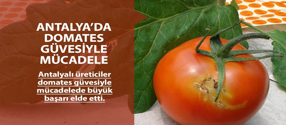 Antalya’da domates güvesiyle mücadele