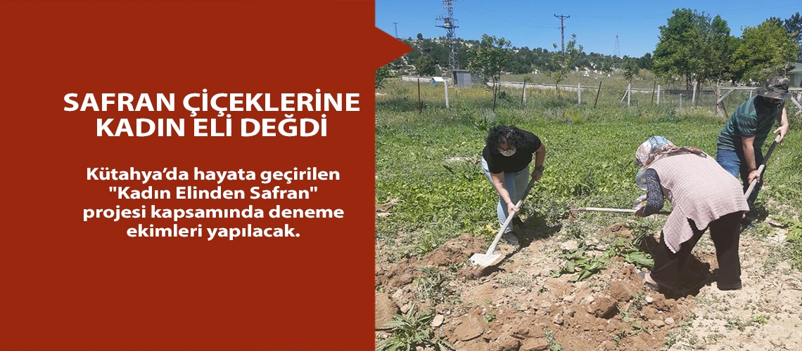 Safran çiçeklerine kadın eli değdi