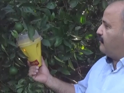 Akdeniz meyve sineğiyle mücadele devam ediyor