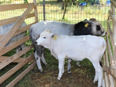 Boz ırk sığırlar yarıştı