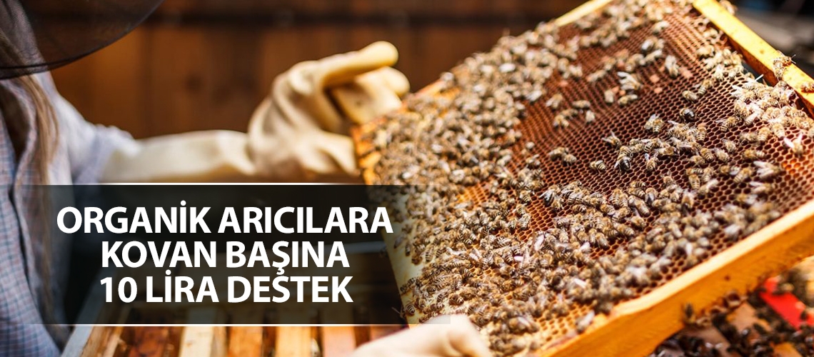 Organik arıcılara kovan başına 10 lira destek