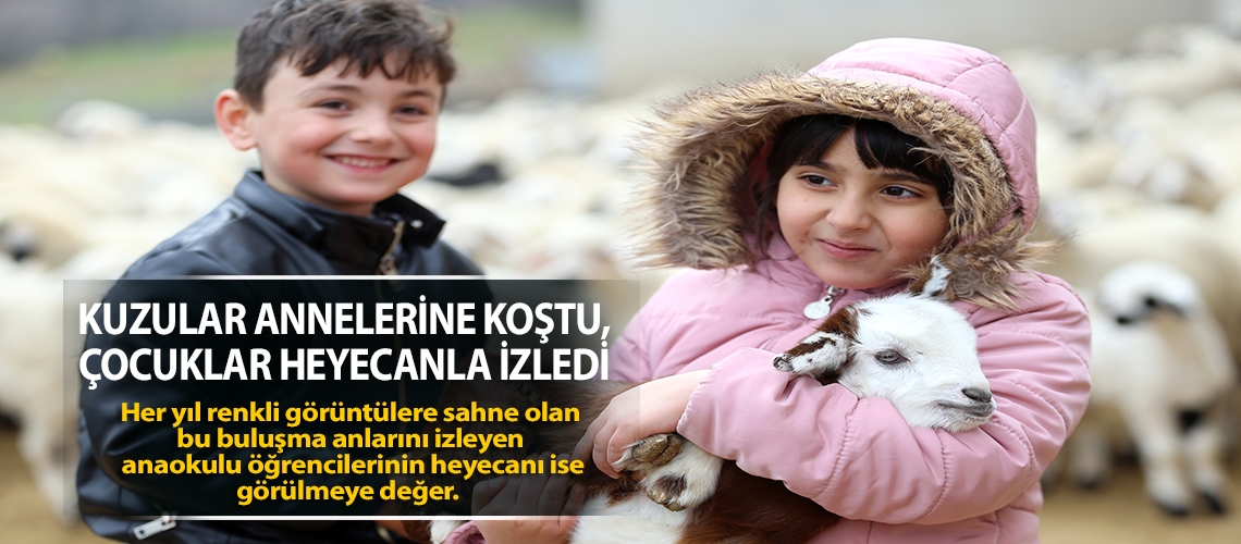 Kuzular annelerine koştu, çocuklar heyecanla izledi