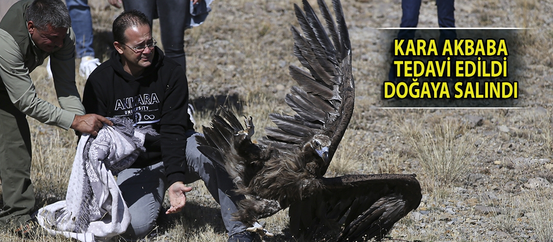 Kara akbaba tedavi edildi doğaya salındı