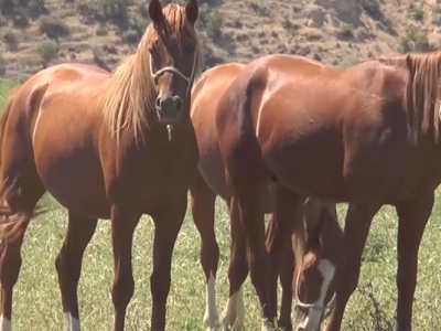 Safkan Arap tayları satışa çıkıyor