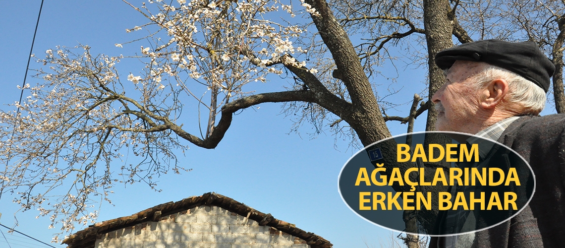 Badem ağaçlarında erken bahar