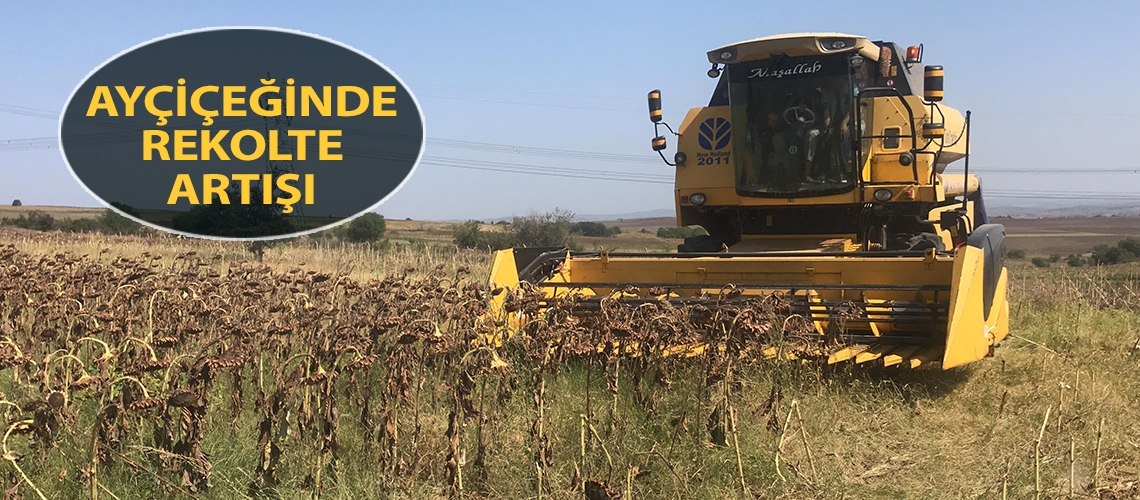 Ayçiçeğinde rekolte artışı
