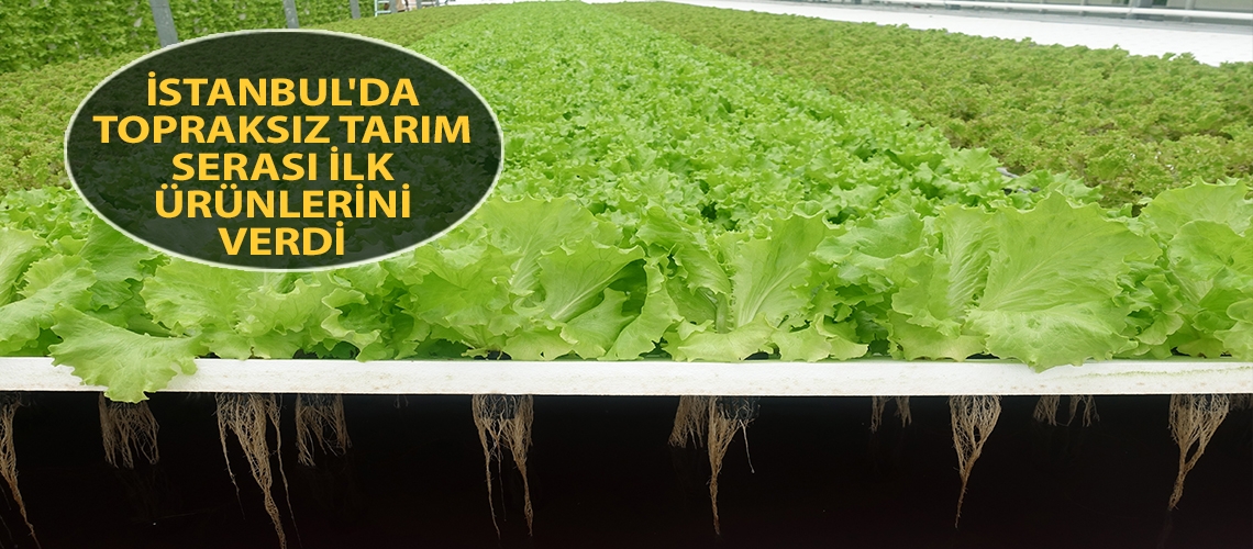İstanbul'da topraksız tarım serası ilk ürünlerini verdi