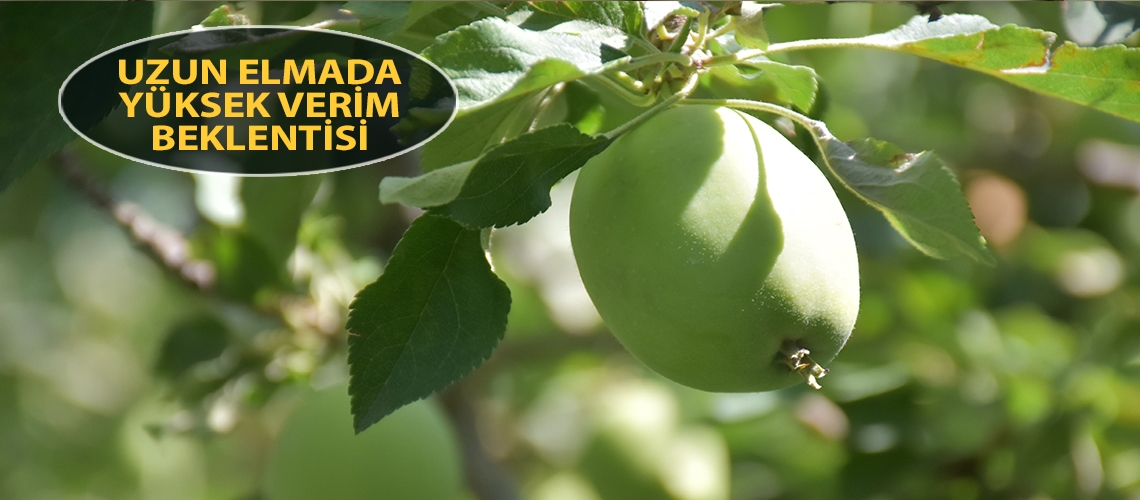 Uzun elmada yüksek verim beklentisi