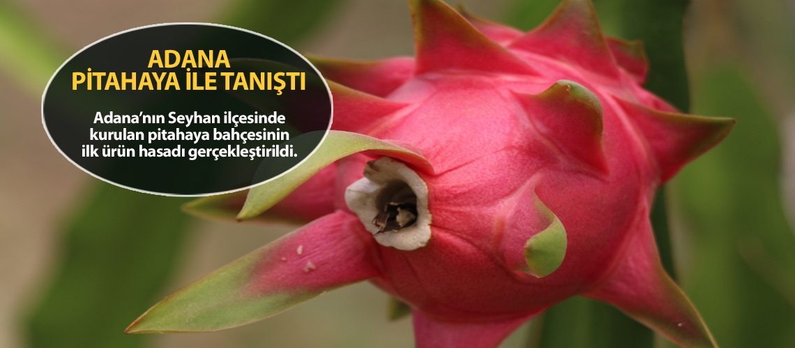 Pitahayanın ilk ürün hasadı tamam