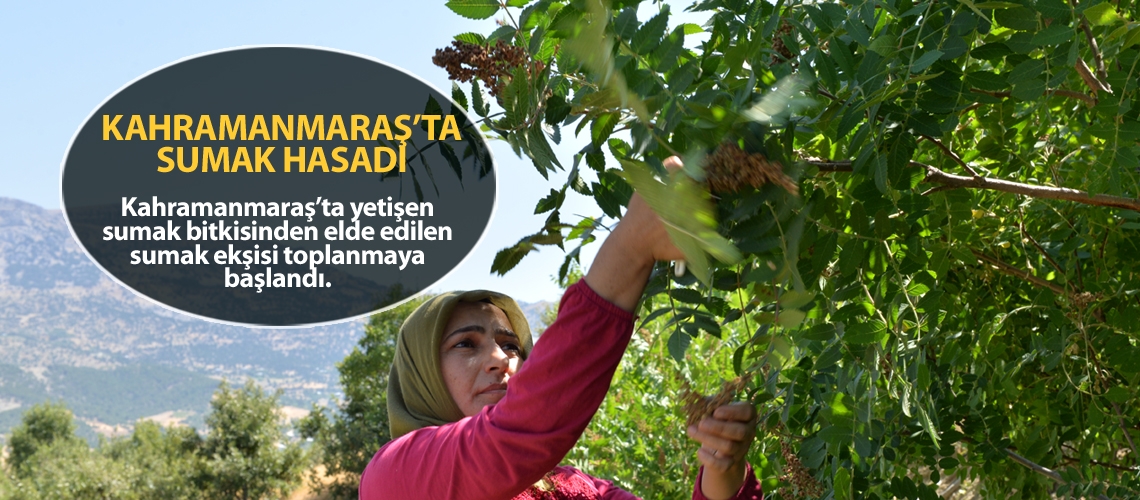 Mutfakların vazgeçilmezi sumak ekşisi