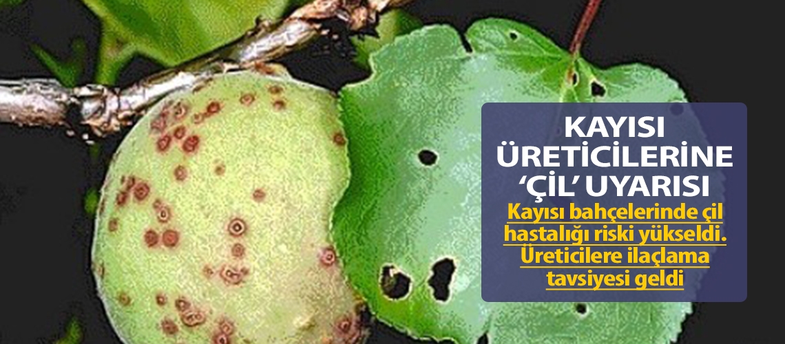Kayısı üreticilerine ‘çil’ uyarısı