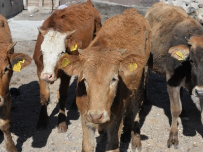 Büyükbaş hayvan dağıtımı yapıldı