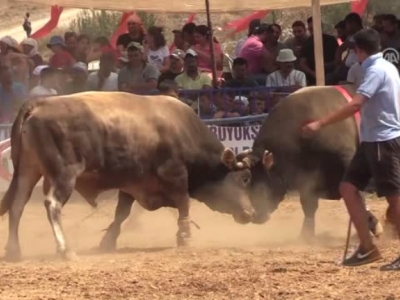 Muğla’nın boğaları arenada güreşti