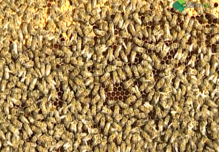 Arı Hastalık ve Zararlıları