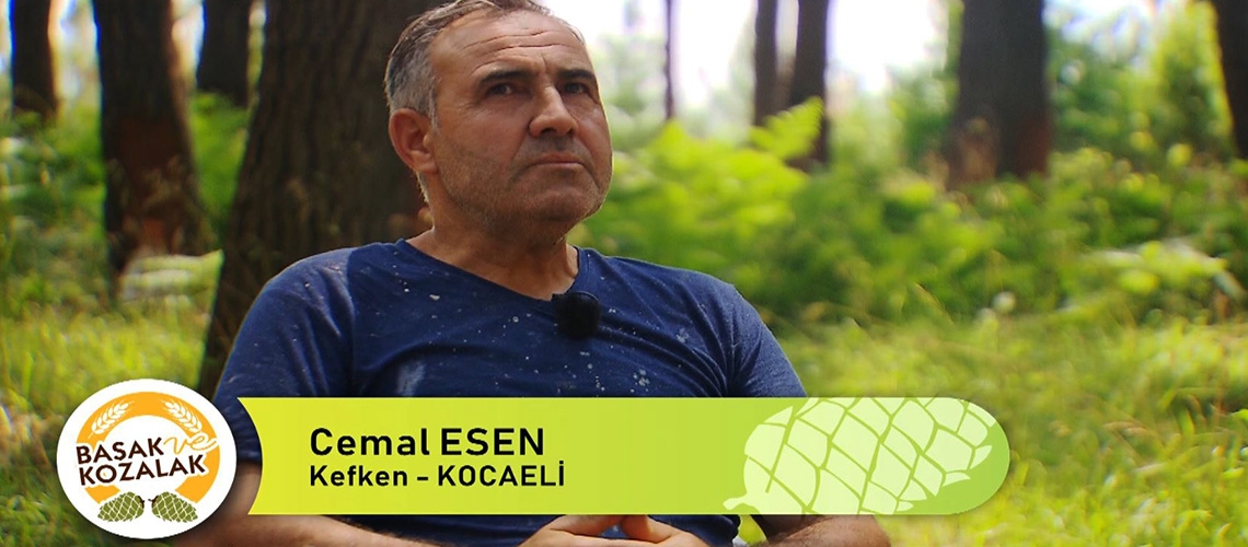 Başak ve Kozalak - Cemal ESEN (Kefken-KOCAELİ)