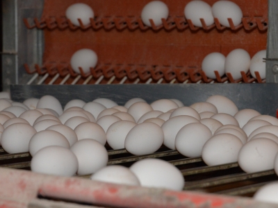 İhraç edilen her üç yumurtadan biri Kayseri’den