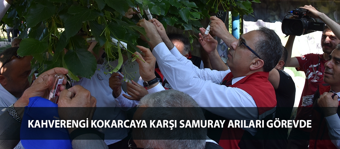 Kahverengi kokarcaya karşı samuray arıları görevde