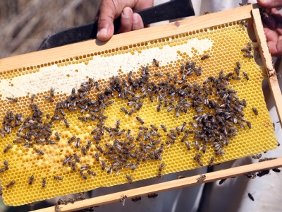 Bilinçli çiftçi uygulamaları arı ölümlerini azalttı