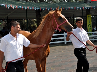 Tarım İşletmeleri Genel Müdürlüğü (TİGEM) 3 milyon 355 bin lira gelir elde etti.