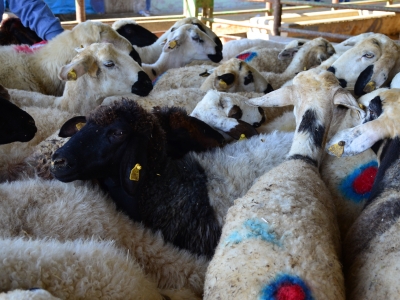 Küçük ve büyükbaş hayvan varlığı yeterli