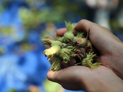 Fındıkta bol mesai