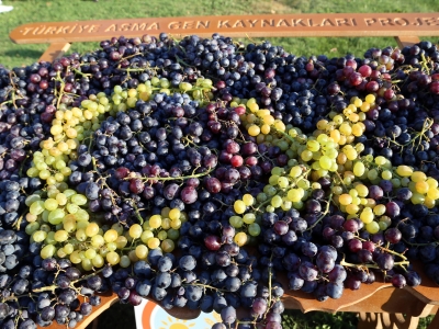 3. Trakya Bağ Bozumu ve Ekoloji Festivali