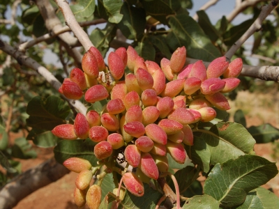 Menengiç ağaçlarını aşıladı
