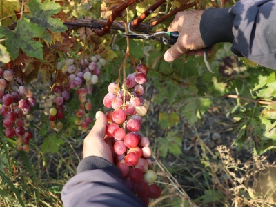Yeni üzüm çeşitleri 
