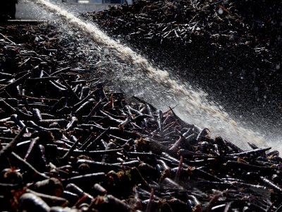Ereğli'nin siyah havucu 25 ülkenin gıdasını renklendiriyor