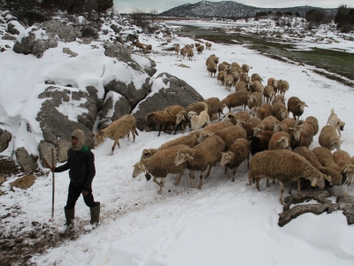 Dondurucu soğukta besicilik yapıyorlar