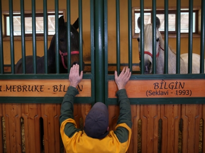 TİGEM Karacabey’de şampiyonlar yetişiyor