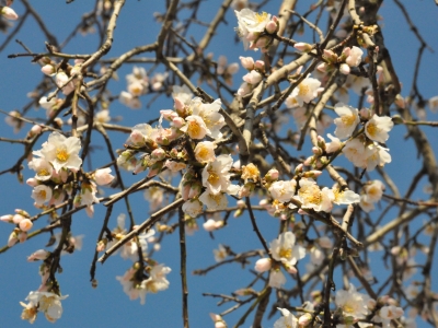 Badem ağaçlarında erken bahar