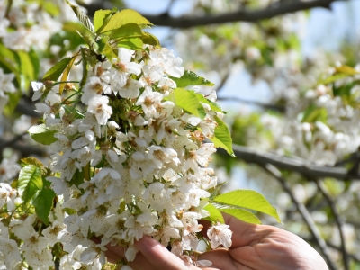 Meyve bahçeleri renklendi