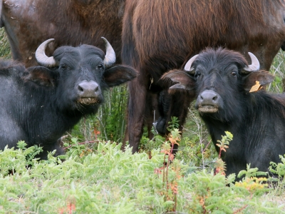 Kızılırmak’ta manda geçidi