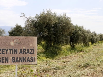 Zeytin çeşitlerine gen bankası güvencesi