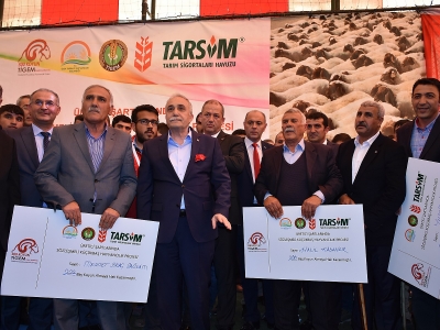 300 koyun projesi başladı