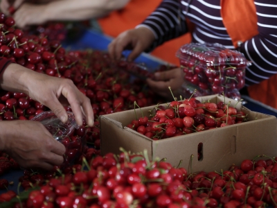 Türk kirazı Çin pazarına gidiyor