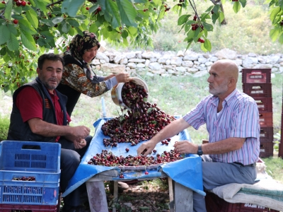 Kirazla değişen kader