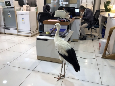 Mağazaya giren leylek koruma altında