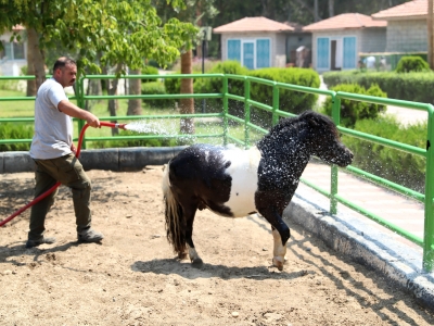 Hayvanlar buzlu meyve ile serinliyor