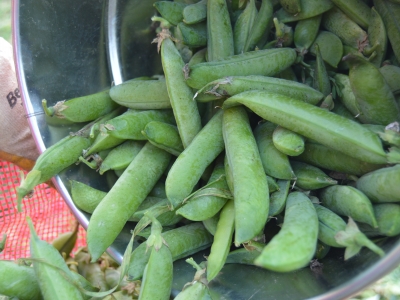 “Balon” bezelyede hasat zamanı