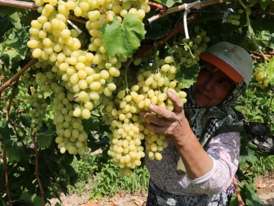 Sakarya’da ilk üzüm hasadı başladı