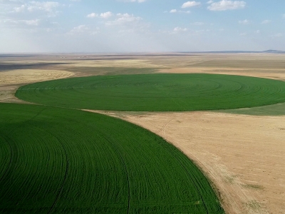 TİGEM’in geometrik tarlaları