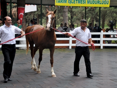 Safkan Arap tayları Bursa’da görücüye çıktı