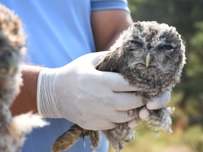 Tedavi edilen iki baykuş doğaya bırakıldı