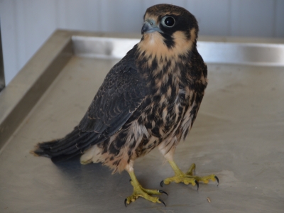 Yaralı atmaca tedavi edildi, doğaya döndü