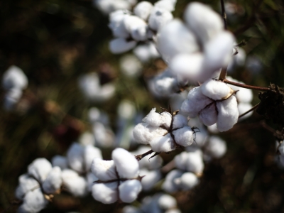 58 yıllık pamukçuluk öyküsü