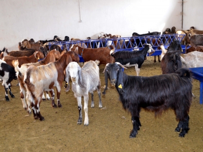 Tarım ve Orman Bakanlığı desteklerini sürdürüyor