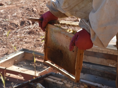Yağışlar sayesinde balda bereketli bir sezon bekleniyor
