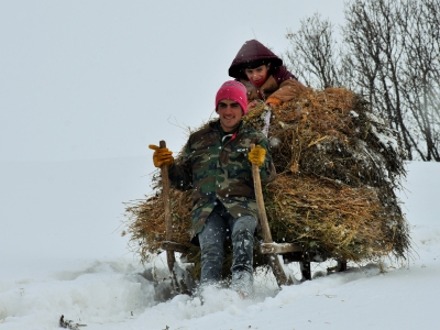 Kar altında kızaklarla ot taşıyorlar